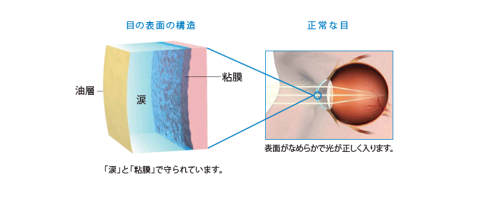 目の表面の構造