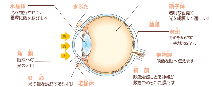 ●眼の構造と機能