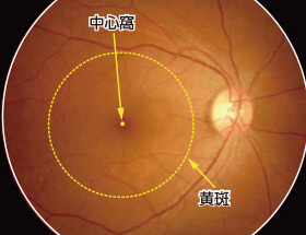 眼の視力をつかさどる黄斑は大切